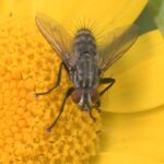 Brachicoma devia