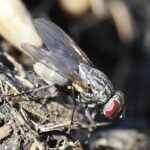 Satellitenfliege