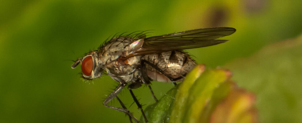 Satellitenfliege