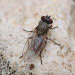 Satellitenfliege