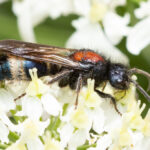 Mutilla europaea