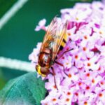 Volucella zonaria