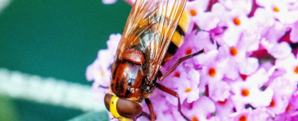 Volucella zonaria