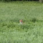 Fuchs