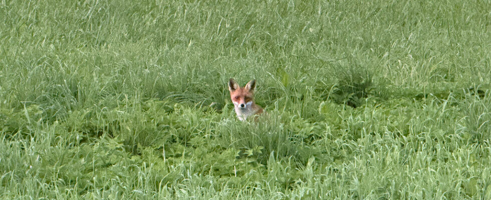 Fuchs