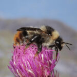 Bombus inexspectatus