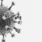 Sackbrutvirus Microscopic View of a Coronavirus Particle
