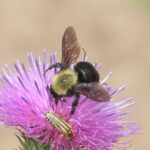 Bombus bellicosus