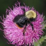 Bombus bellicosus