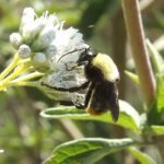 Bombus bellicosus
