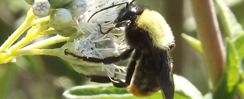 Bombus bellicosus