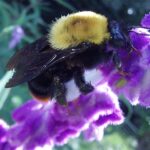 Bombus bellicosus