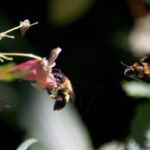 Bombus burmensis