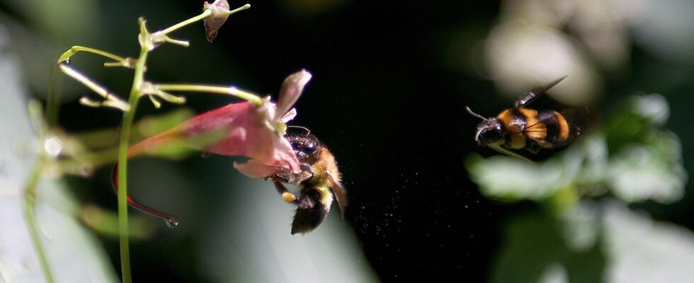 Bombus burmensis