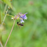 Bombus burmensis
