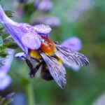Bombus burmensis