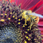 Bombus centralis