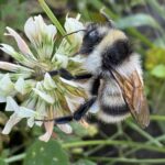 Bombus patagiatus