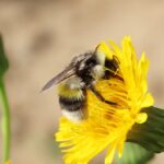 Bombus patagiatus