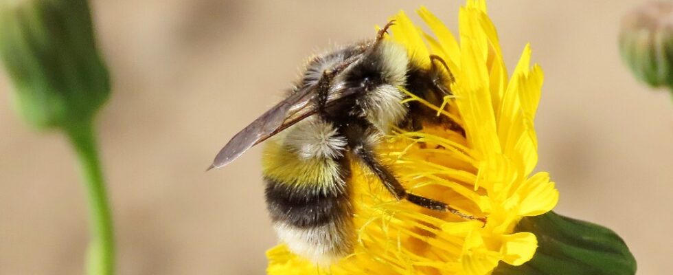 Bombus patagiatus