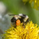 Bombus patagiatus