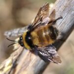 Bombus robustus