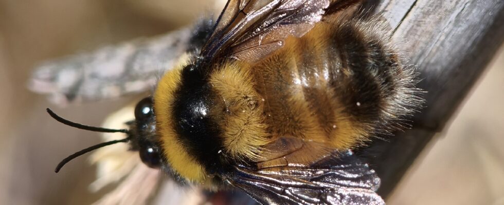 Bombus robustus
