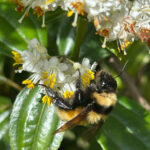 Bombus robustus