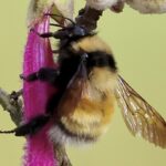 Bombus robustus