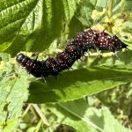 Raupe Tagpfauenauge