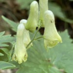 Aconitum lycoctonum