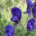 Aconitum napellus