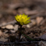Adonis amurensis