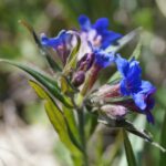 Aegonychon purpurocaeruleum