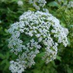 Stockrose