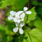 Alliaria petiolata