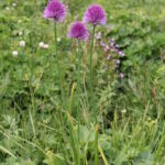 Allium schoenoprasum
