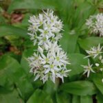 Allium ursinum