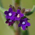 Anchusa officinalis