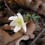 Anemonoides nemorosa