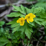 Anemonoides ranunculoides