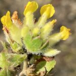 Anthyllis vulneraria