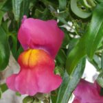 Antirrhinum majus