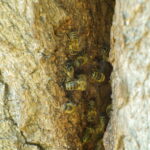 Honigbienen an einem Nistplatz in einer Bruchweide, laut Beobachtungseintrag ein wildlebendes Volk