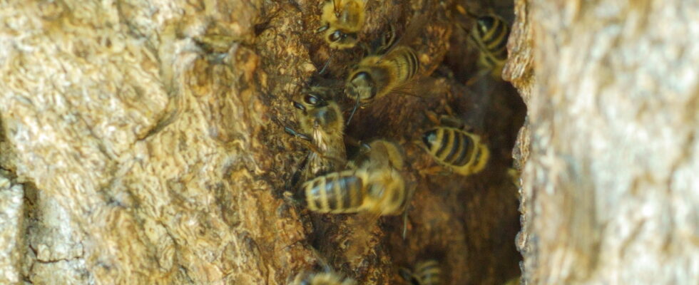 Honigbienen an einem Nistplatz in einer Bruchweide, laut Beobachtungseintrag ein wildlebendes Volk