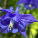 Aquilegia vulgaris