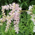 Astilbe