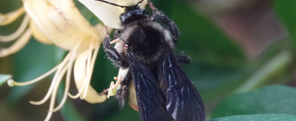Bombus albopleuralis