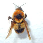 Bombus amurensis