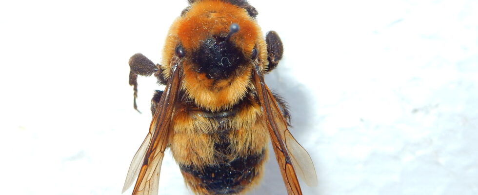 Bombus amurensis